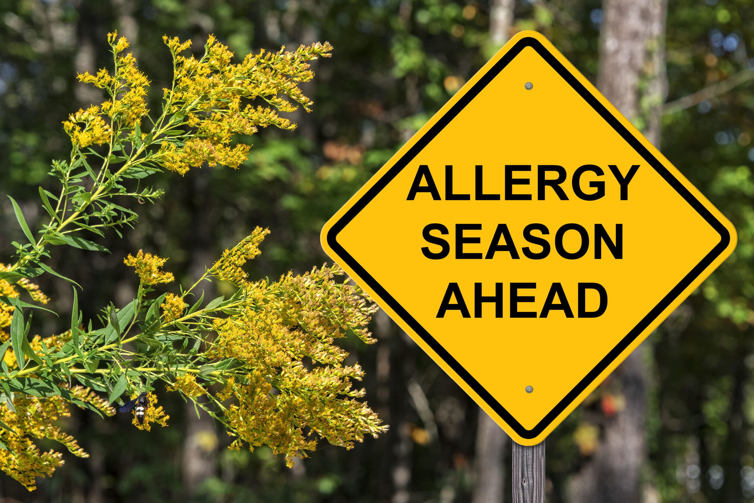 Caution – Allergy Season Ahead