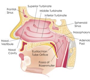 nasal turbinate enlargement nasal congestion nevada sinus relief Diagram of Sinus and Nasal Passages