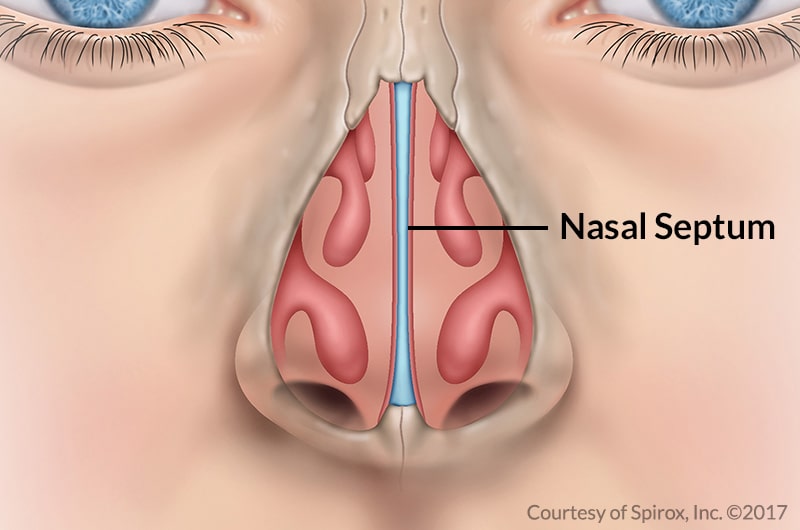 Image of a normal nasal septum