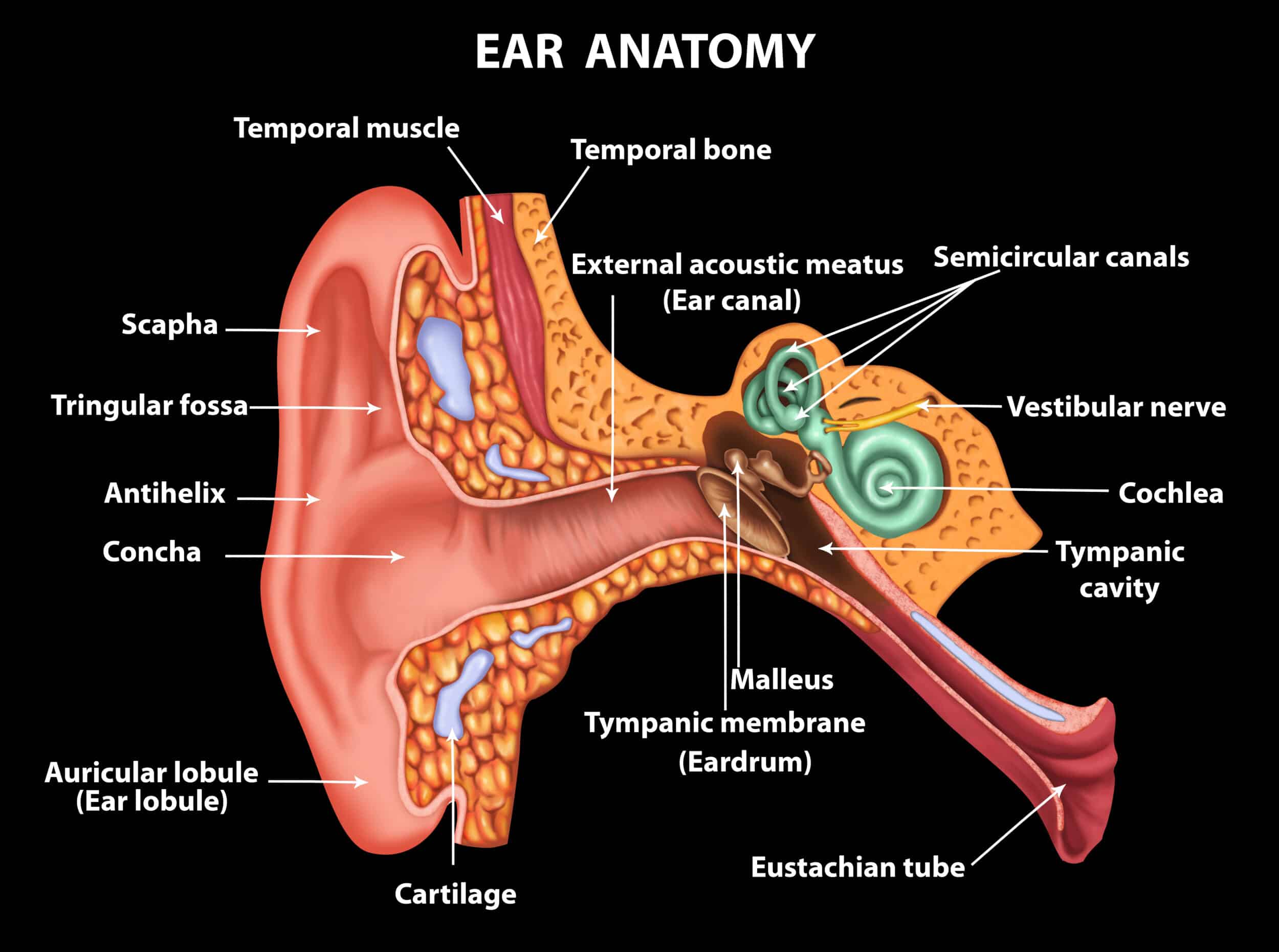 Среднее ухо анатомия